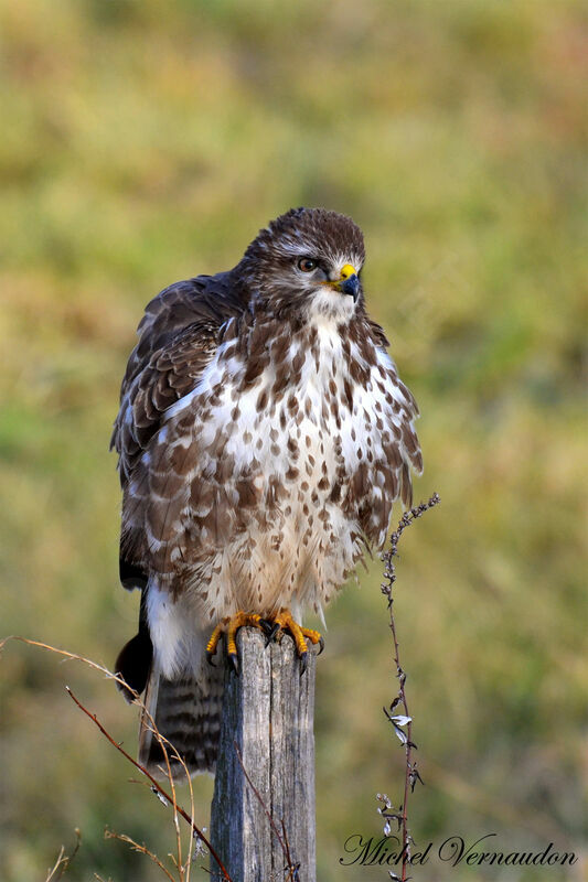 Buse variable