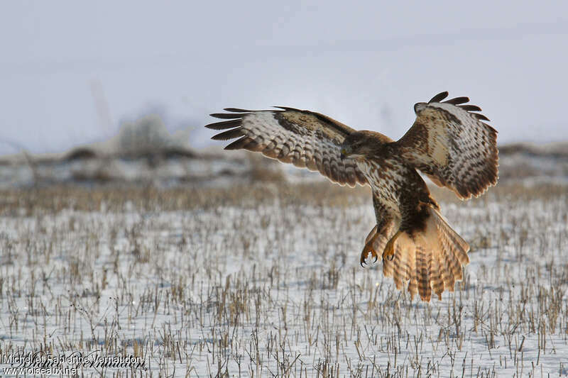 Buse variableimmature, habitat, pigmentation, Vol, pêche/chasse