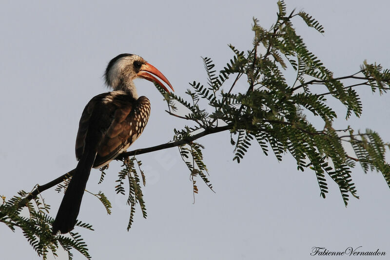 Western Red-billed Hornbill