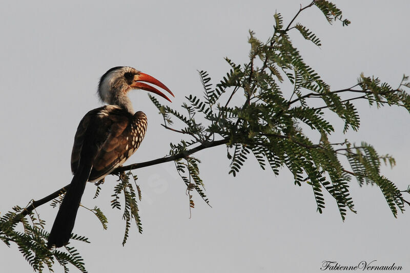 Western Red-billed Hornbill