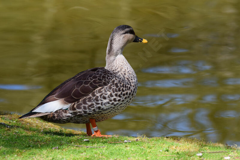 Canard à bec tacheté