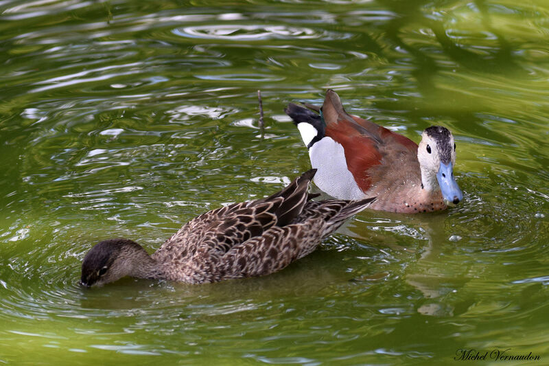 Canard à collier noiradulte