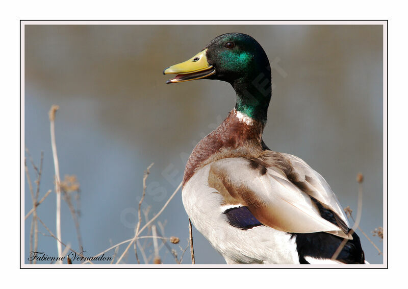 Mallard