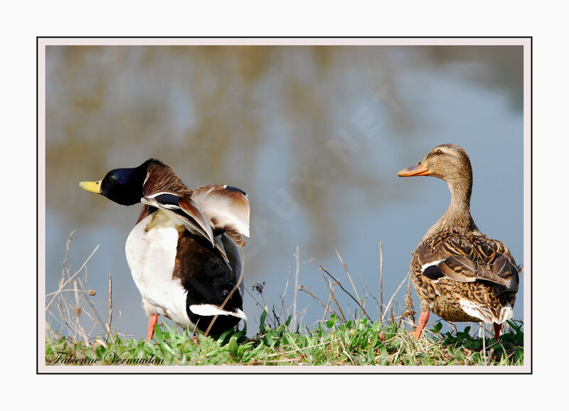 Canard colvert