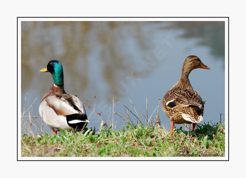 Canard colvert