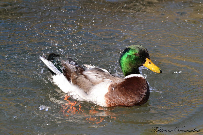 Canard colvert mâle adulte