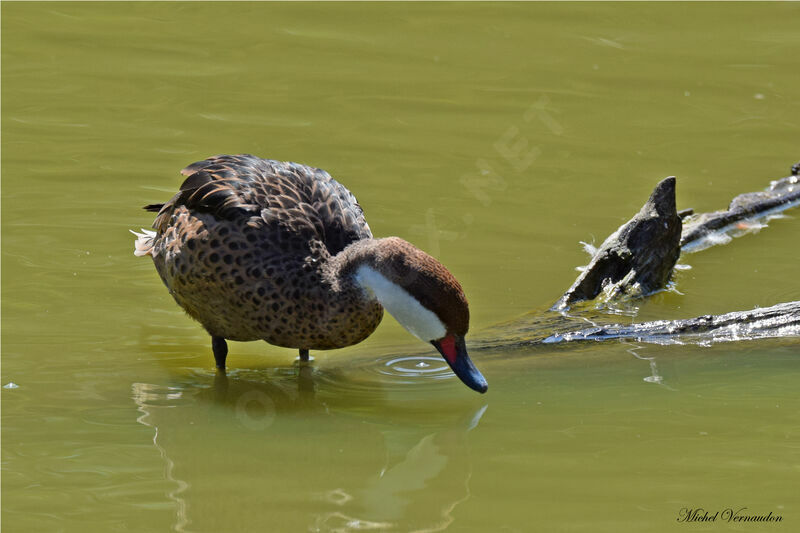 White-cheeked Pintail