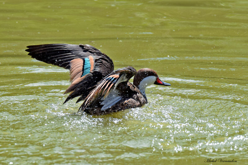 Canard des Bahamas