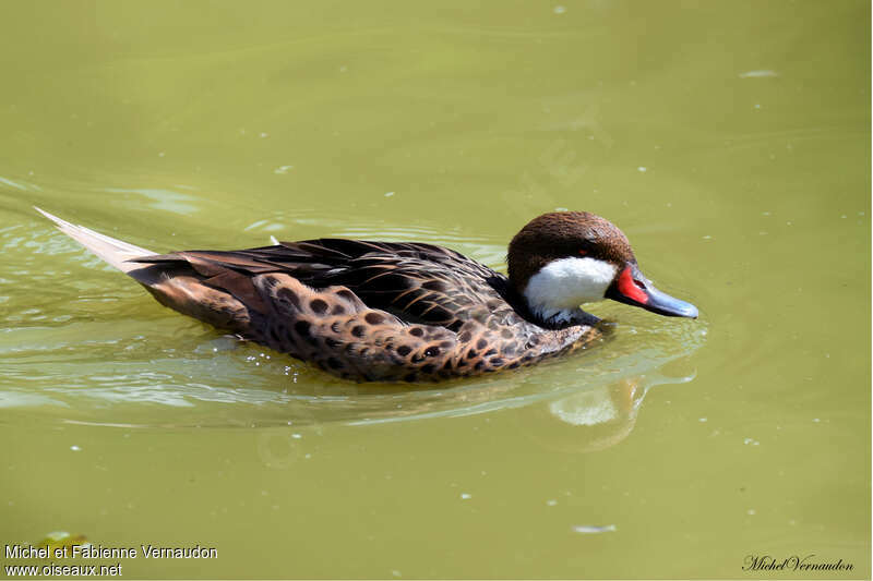 White-cheeked Pintail