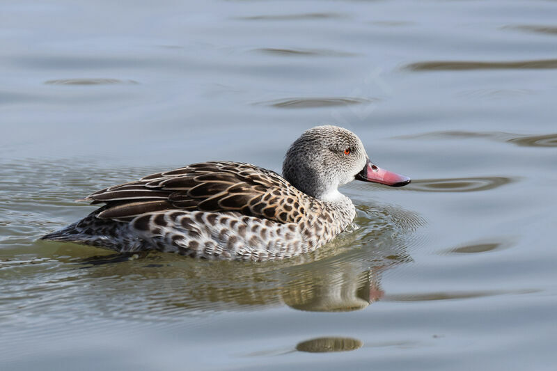 Cape Teal