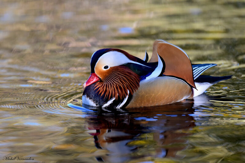 Mandarin Duck male adult