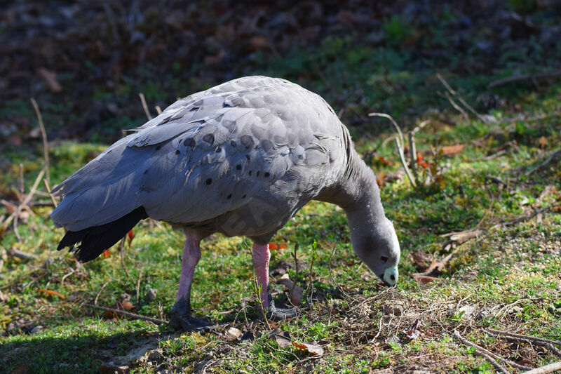 Cape Barren Goose