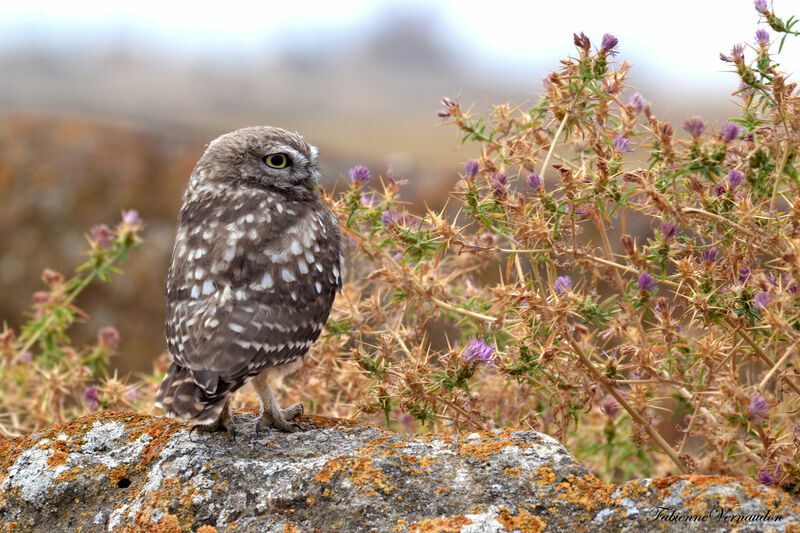 Little Owljuvenile