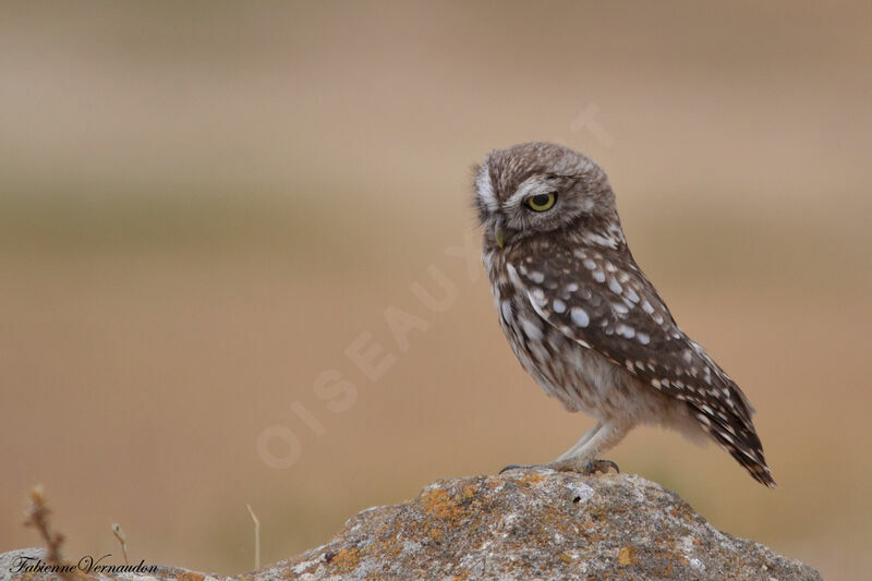 Little Owljuvenile