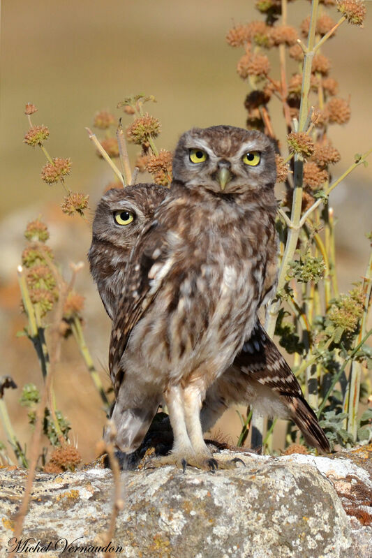 Little Owljuvenile