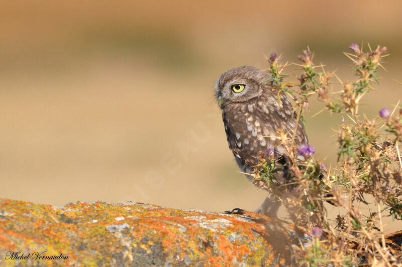 Little Owljuvenile