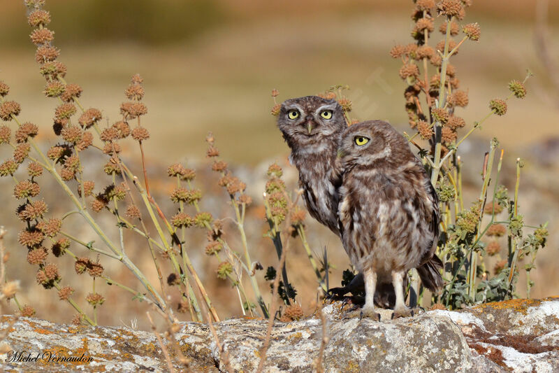 Little Owljuvenile