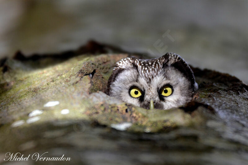 Boreal Owl female adult, Reproduction-nesting