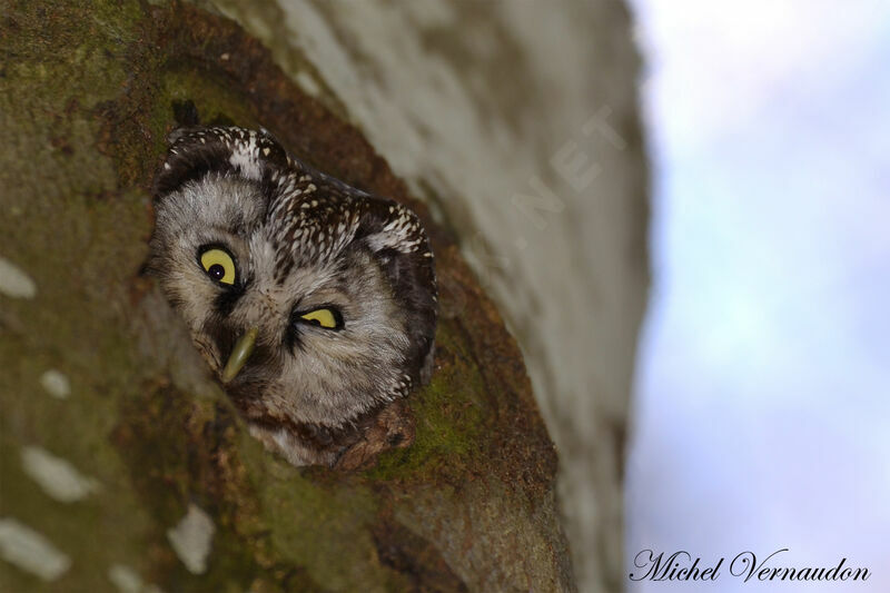 Boreal Owl female adult, Reproduction-nesting