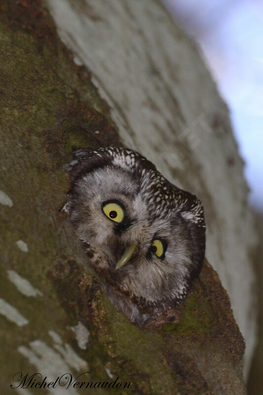 Boreal Owl female adult, Reproduction-nesting