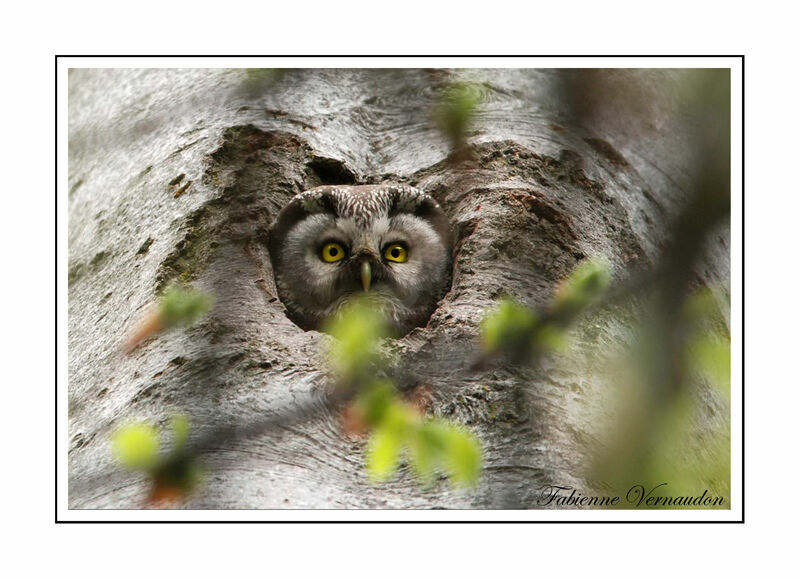 Boreal Owl