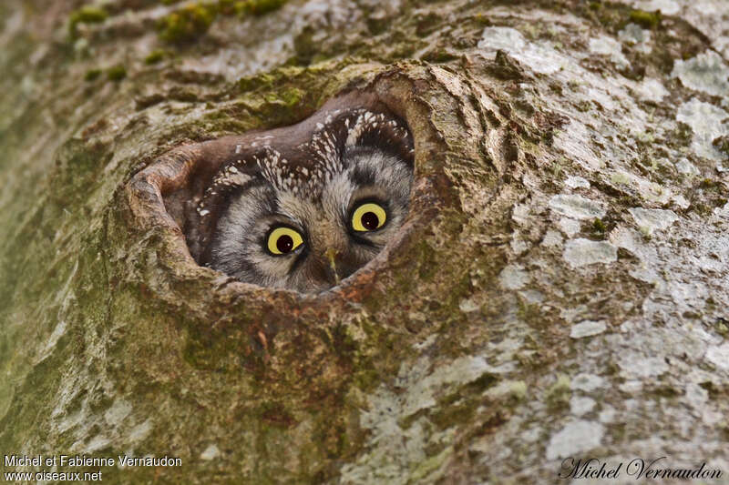 Boreal Owl female adult, Reproduction-nesting