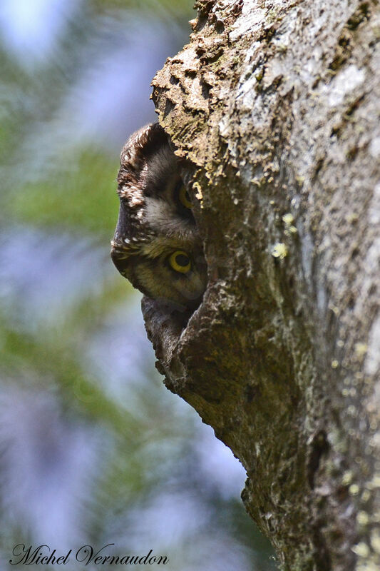 Boreal Owl female adult, Reproduction-nesting