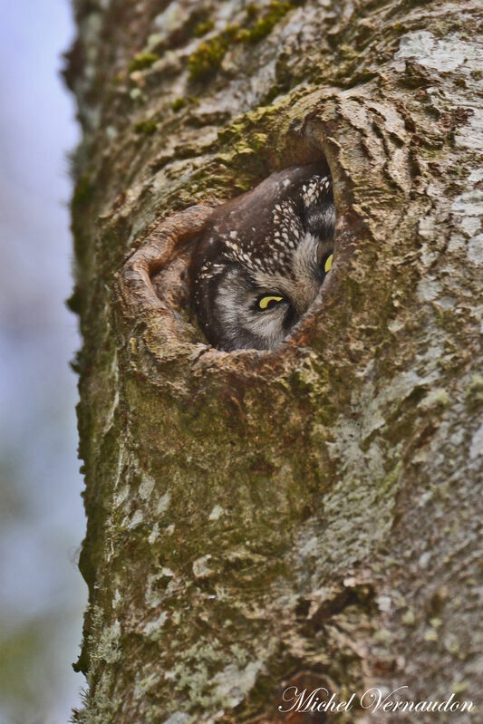 Boreal Owl female adult, Reproduction-nesting