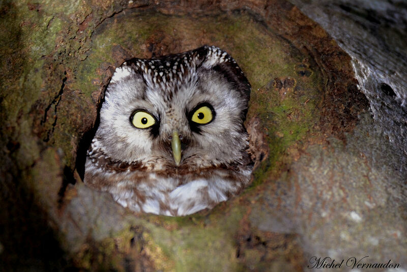 Boreal Owl female adult, Reproduction-nesting