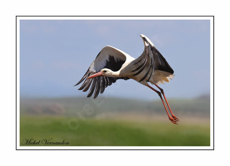 Cigogne blanche