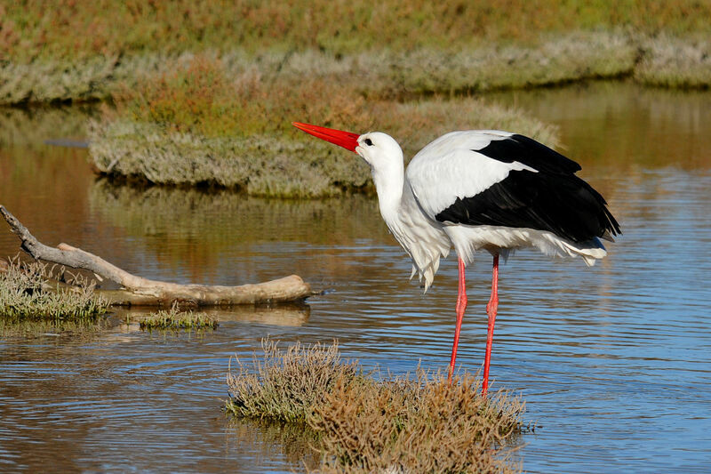 Cigogne blanche, identification, Comportement