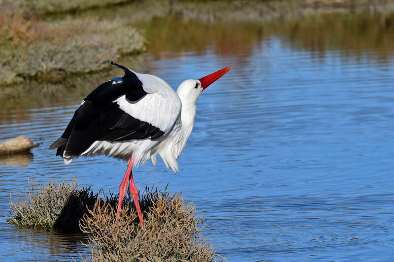 Cigogne blanche