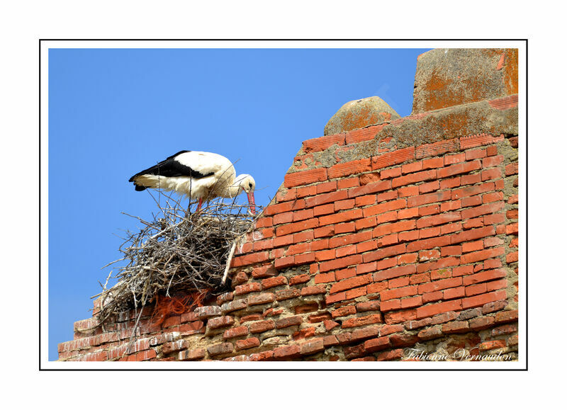 White Stork