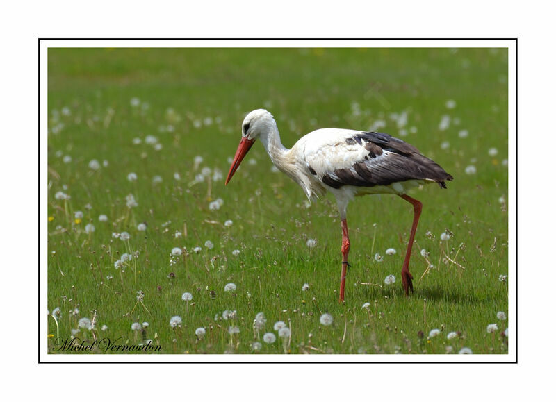 Cigogne blanche