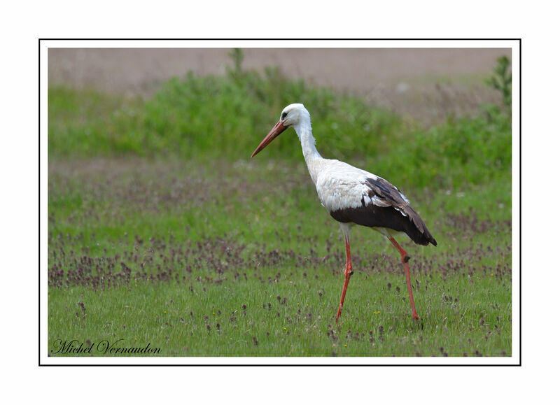 White Stork