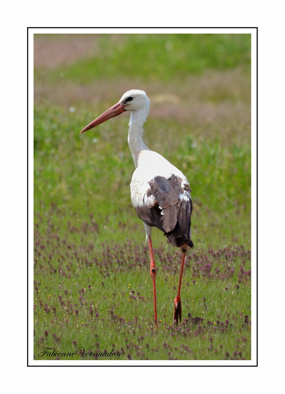 White Stork