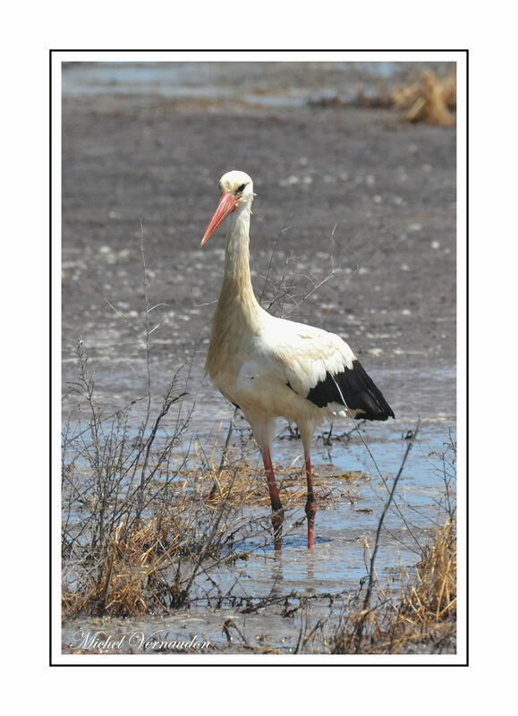 Cigogne blanche