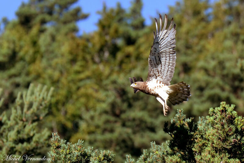 Short-toed Snake Eagle female adult