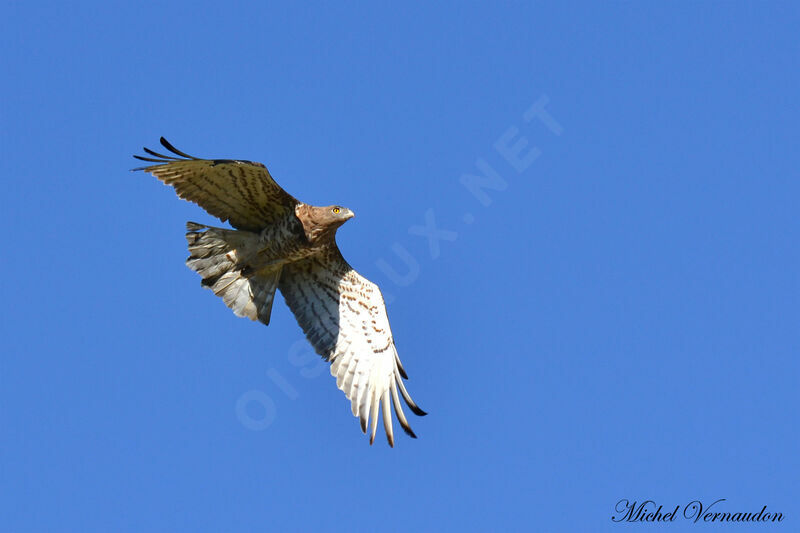 Short-toed Snake Eagle female adult