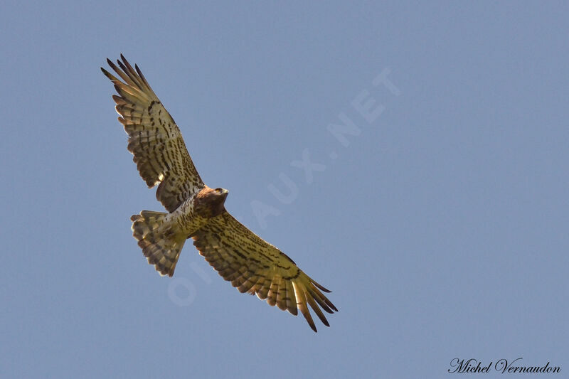 Short-toed Snake Eagle female adult