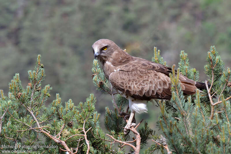 Short-toed Snake Eagle female adult, identification