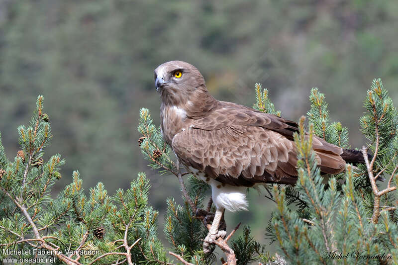 Short-toed Snake Eagle female adult, identification, Reproduction-nesting