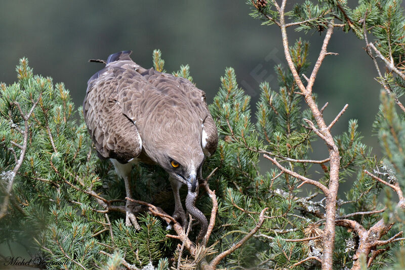 Short-toed Snake Eagle female adult, Reproduction-nesting