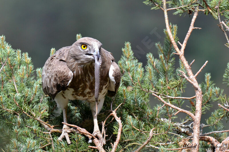 Short-toed Snake Eagle female adult