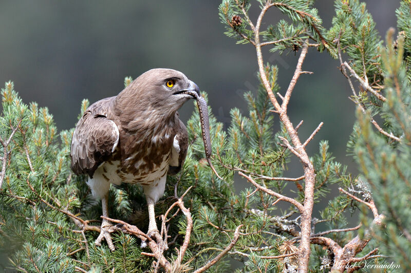 Short-toed Snake Eagle female adult, Reproduction-nesting