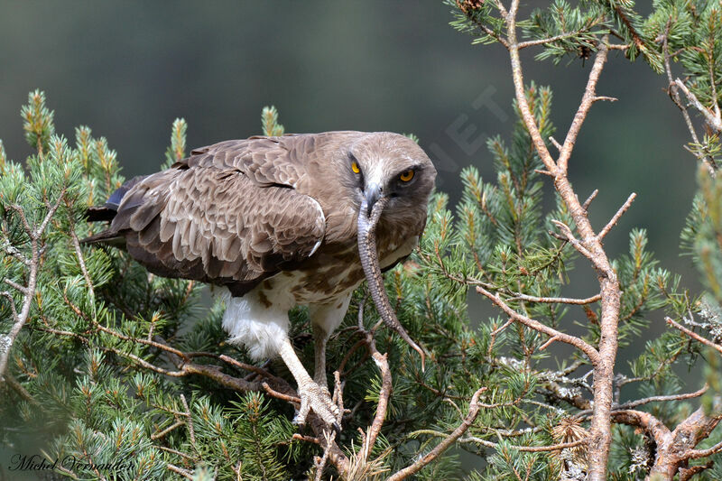 Short-toed Snake Eagle female adult, Reproduction-nesting