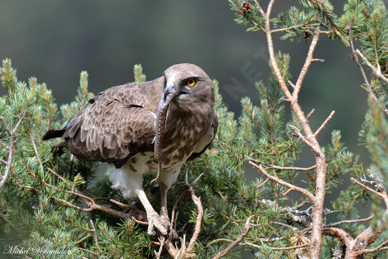 Short-toed Snake Eagle female adult, Reproduction-nesting