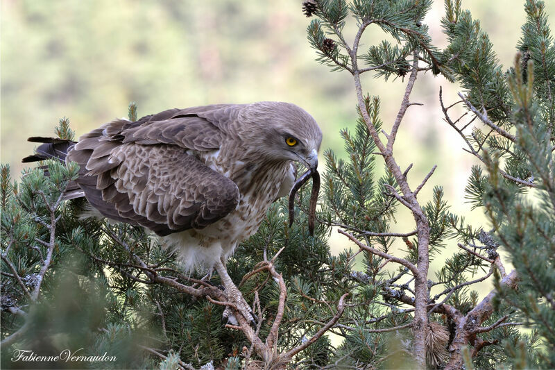 Short-toed Snake Eagle male adult, Reproduction-nesting