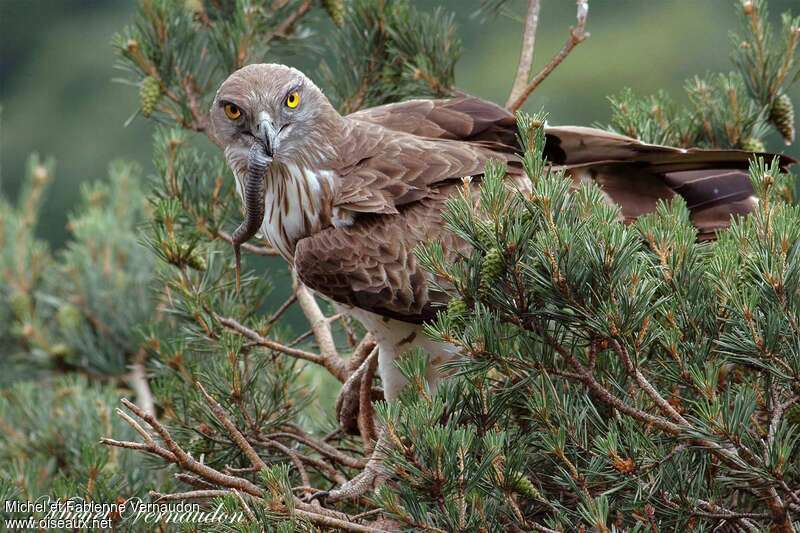 Short-toed Snake Eagle male adult, feeding habits