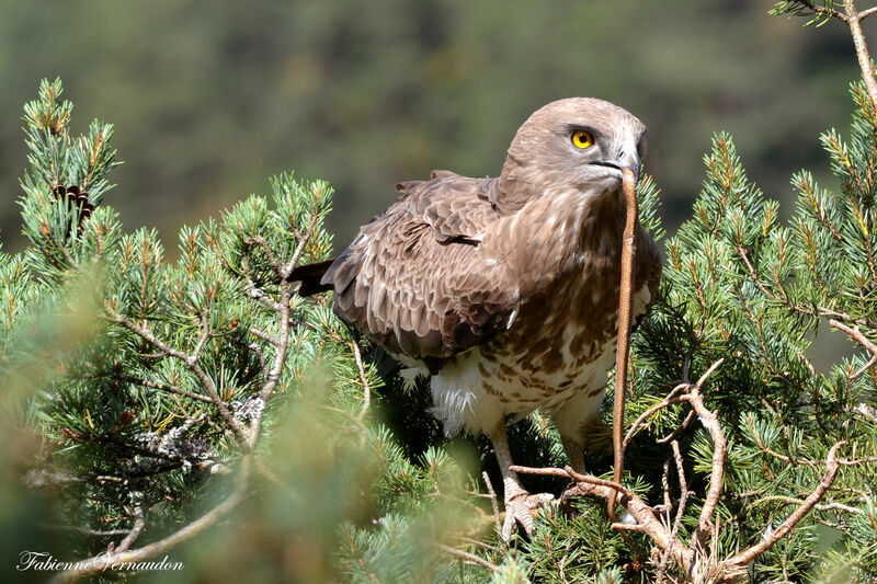 Short-toed Snake Eagle female adult, Reproduction-nesting